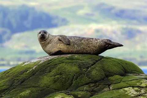 Image of Seal