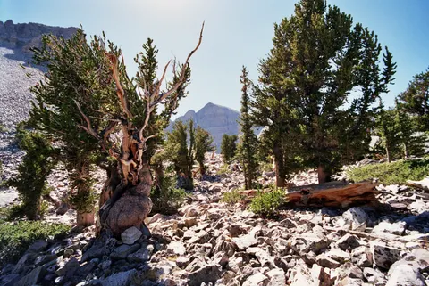 Image of Great Basin National Park