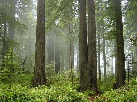 Image of Redwood National and State Parks