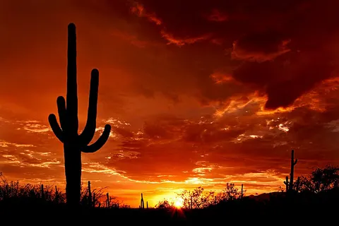 Image of Saguaro National Park
