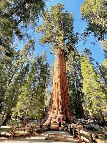Image of Sequoia National Park